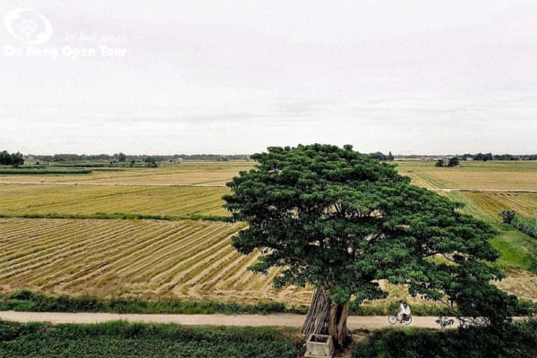 cây cô đơn tại huế