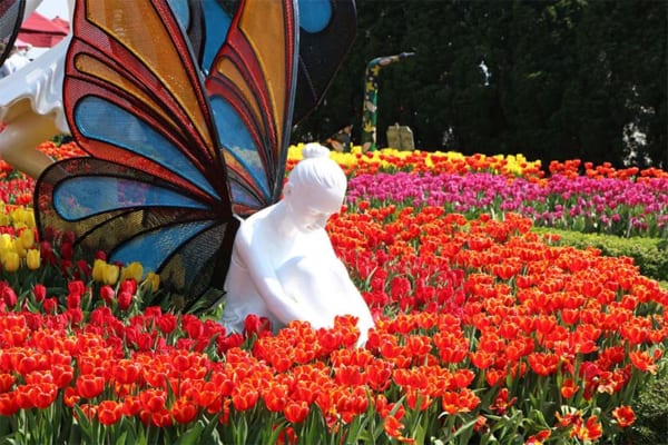 Tận hưởng mùa hoa tulip "đẹp mê hồn" trong chuyến du lịch Bà Nà Hills