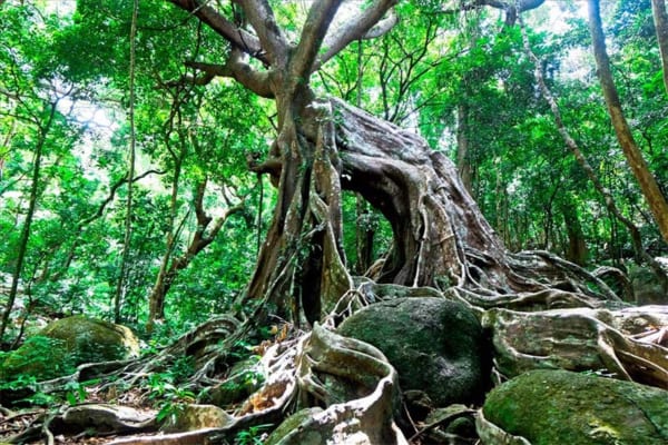 Nhất Lâm Thủy Trang