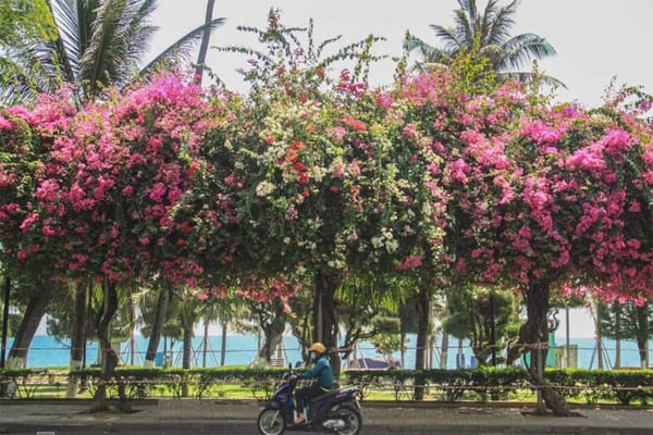 con đường hoa giấy sông hàn đà nẵng