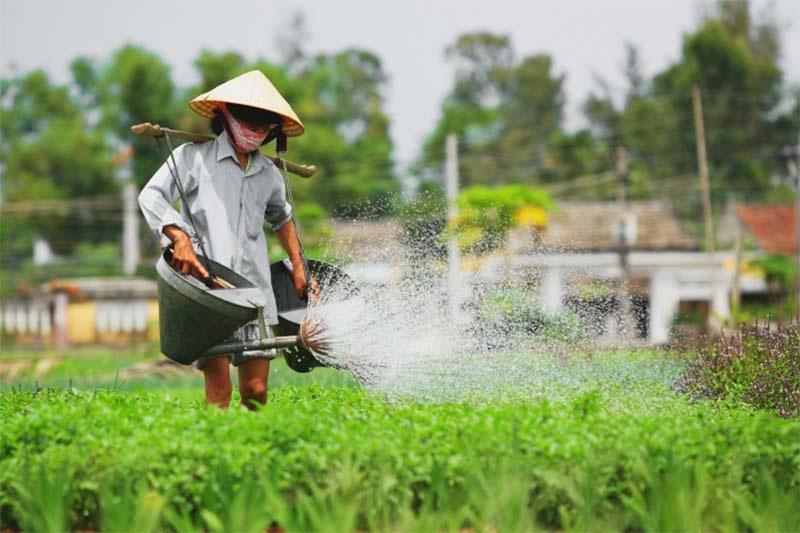 Làng rau Trà Quế Tại Hội ​​An