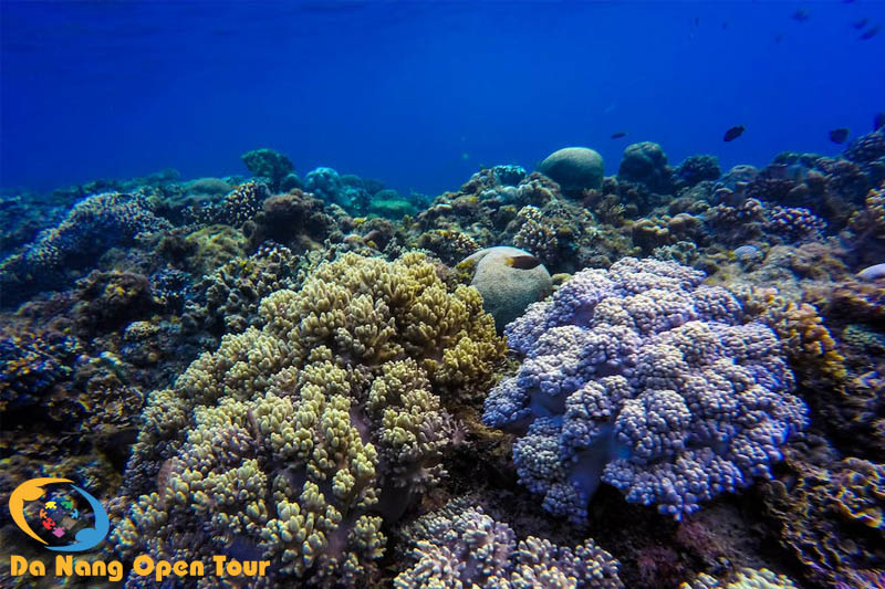Các rạn san hô đang chờ bạn khám phá