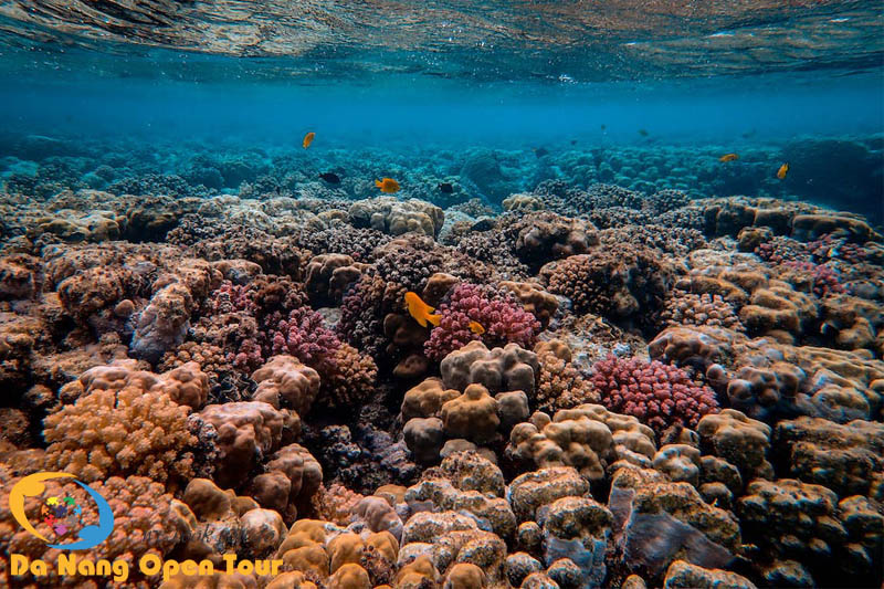 Khám phá thế giới đại dương qua hoạt động lặn ngắm san hô